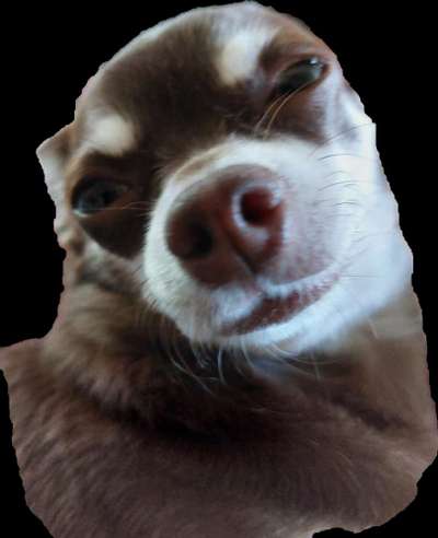 Dogorama Photo Challenge - lustigste Grimasse-Beitrag-Bild