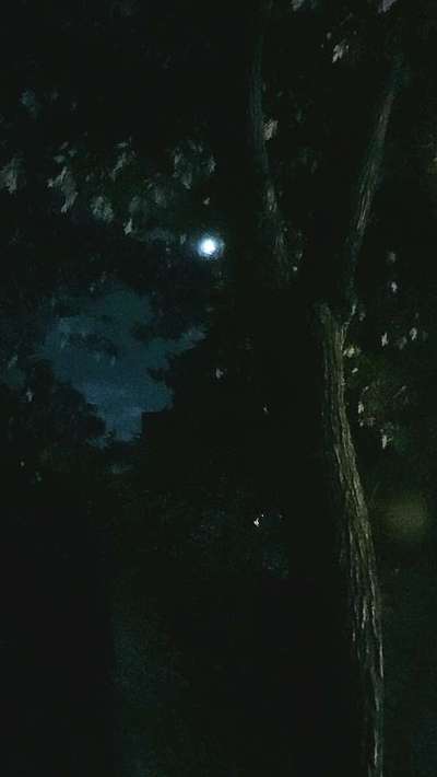 Die wunderschöne Welt mit Hund.-Beitrag-Bild