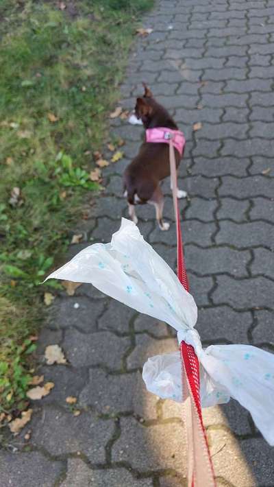 Hundekot wegräumen-Beitrag-Bild