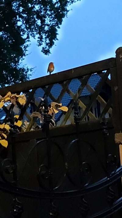 Die wunderschöne Welt mit Hund.-Beitrag-Bild