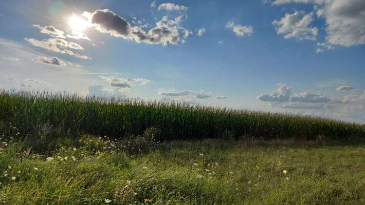Die wunderschöne Welt mit Hund.-Beitrag-Bild