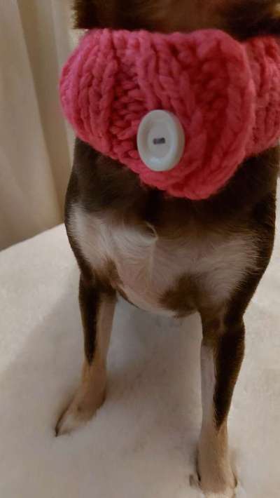 Bastelstunde für den Vierbeiner-Beitrag-Bild