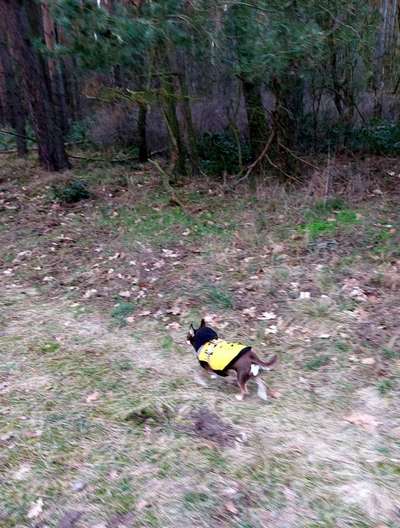 Wald Bild-Beitrag-Bild