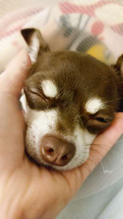 Dogorama Photo Challenge - Be my valentine-Beitrag-Bild