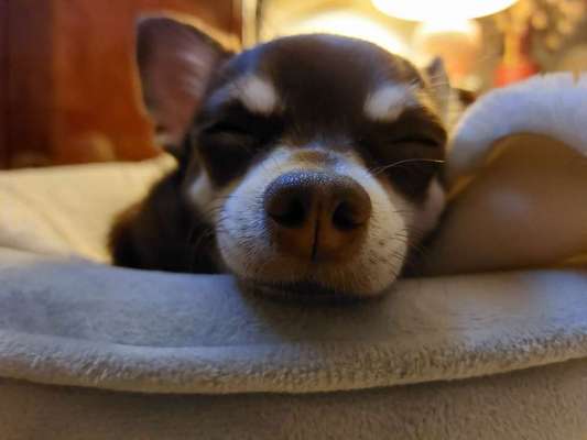 Zeigt her eure Hundenasen-Beitrag-Bild