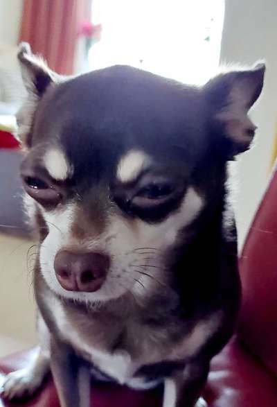 Wie heißt dein Hund?-Beitrag-Bild