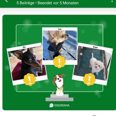 aktuelles Foto Gruppe die Mini Wauzis💕☆ 🐕 alle Rassen bis max. 6kg