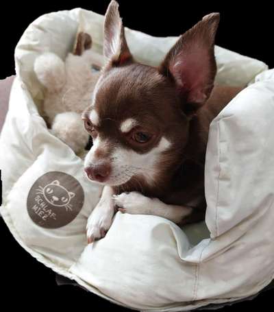 Wo sind die Chihuahua Besitzer ?-Beitrag-Bild