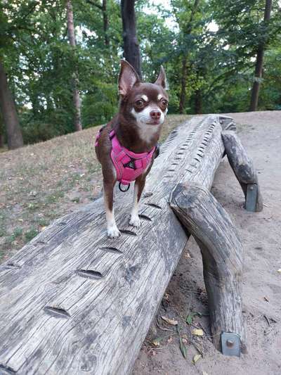 Doppelgänger gesucht !-Beitrag-Bild
