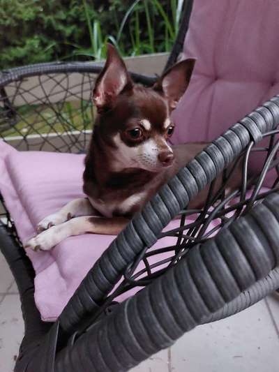 Wo sind die Chihuahua Besitzer ?-Beitrag-Bild