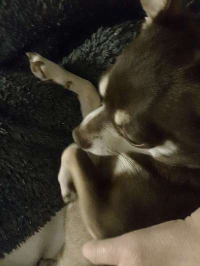 Wo sind die Chihuahua Besitzer ?-Beitrag-Bild