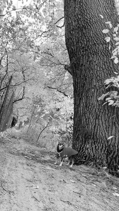 Die wunderschöne Welt mit Hund.-Beitrag-Bild