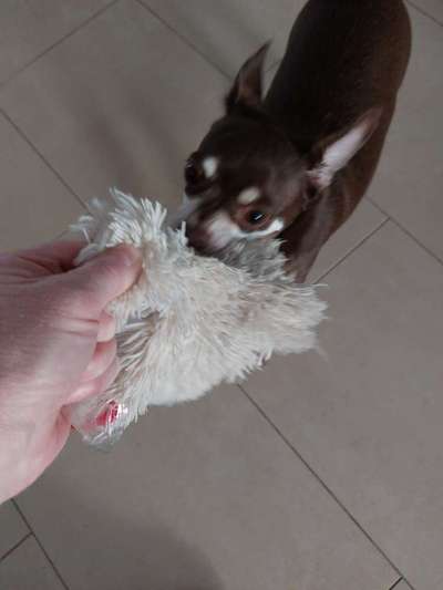 Wo sind die Chihuahua Besitzer ?-Beitrag-Bild