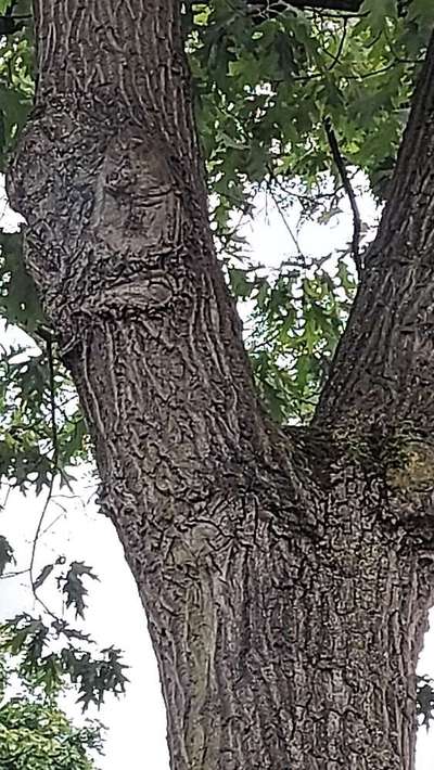 Bäume mit Gesicht-Beitrag-Bild