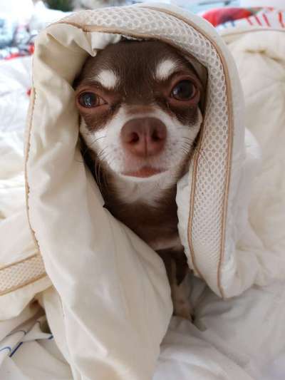 Wo sind die Chihuahua Besitzer ?-Beitrag-Bild