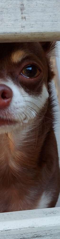 Warum liebst du deinen Hund?-Beitrag-Bild