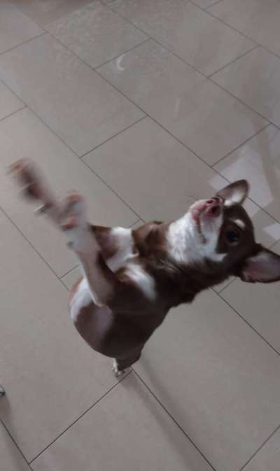 Wo sind die Chihuahua Besitzer ?-Beitrag-Bild