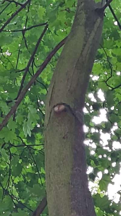 Bäume mit Gesicht-Beitrag-Bild