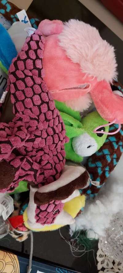 Bastelstunde für den Vierbeiner-Beitrag-Bild