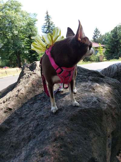 Foto-Challange No.1 - Alles aber nicht die Kamera-Beitrag-Bild