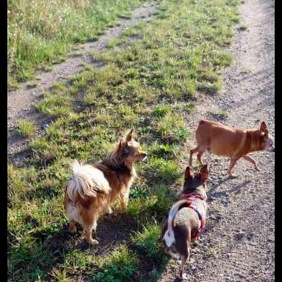 Hundetreffen-💕🐾die Minis🐾💕der Mini Hunde Treff-Bild