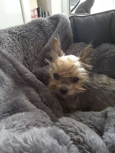 Yorkshire Terrier-Beitrag-Bild
