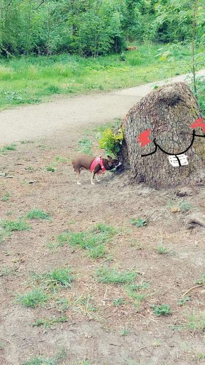 Dogorama Photo Challenge - Zufallsfund beim Gassi-Beitrag-Bild