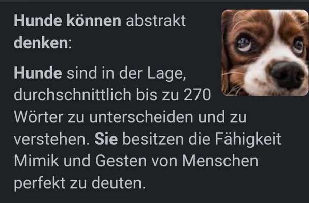 🐾Vermenschlichung🐾-Beitrag-Bild