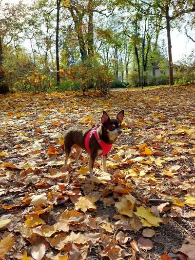 Herbst Bilder-Beitrag-Bild