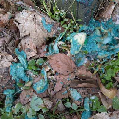 Giftköder-Verdächtige Abfälle-Bild