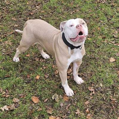 Hundetreffen-Spielfreude gesucht