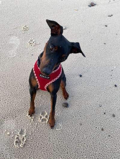 Wo sind die Zwergpinscher?-Beitrag-Bild