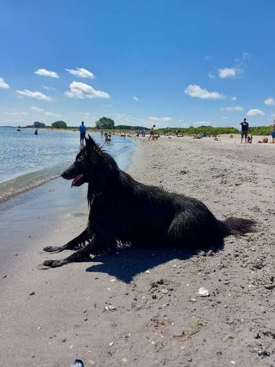 Wo darf der Hund baden?-Beitrag-Bild