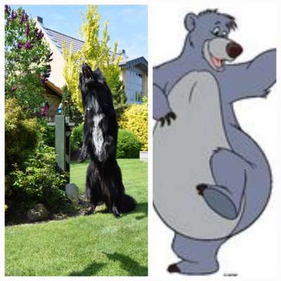 Wie heißt dein Hund?-Beitrag-Bild