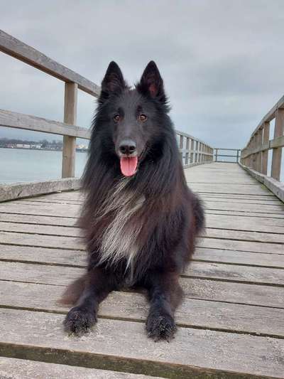 Deutsche Schäferhunde, Belgische Schäferhunde.-Beitrag-Bild