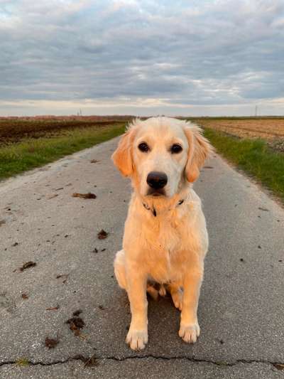 Wo sind die Golden Retriever Liebhaber?-Beitrag-Bild