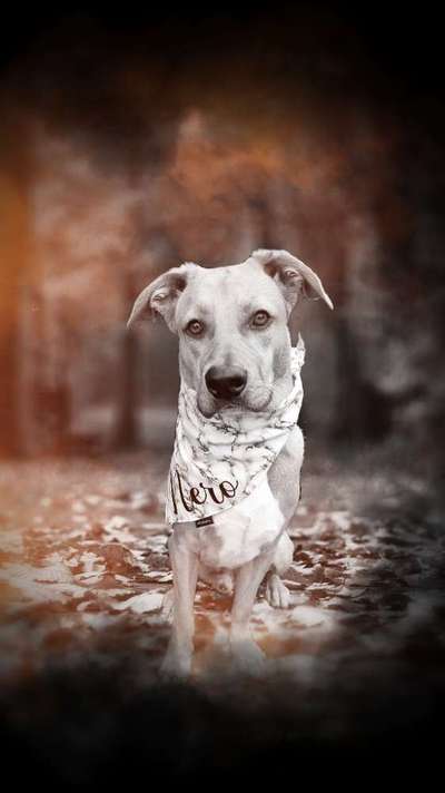 Die Dogorama Kalender Challenge Titelbild-Beitrag-Bild