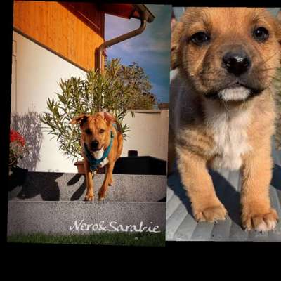 Welpenfotos-Beitrag-Bild