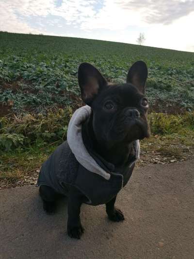 Welche Hunderasse-Beitrag-Bild