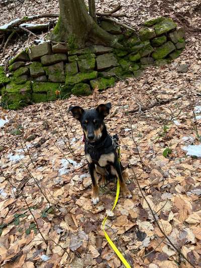 TierschutzhundeStammtisch🐕-Beitrag-Bild