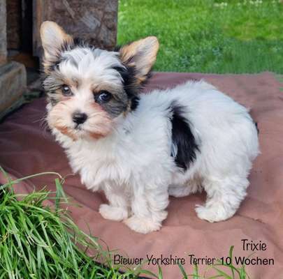 Wie kamst du zu deinem Hund?-Beitrag-Bild