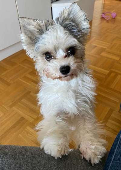 Wie kamst du zu deinem Hund?-Beitrag-Bild