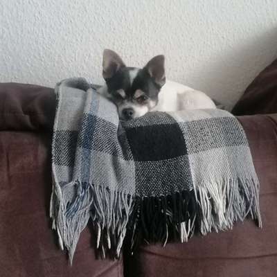 Hundetreffen-Suche Spielfreunde für meinen Joshi-Bild