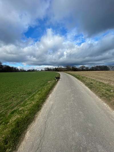 Hundeauslaufgebiet-Felder Erkrath-Bild