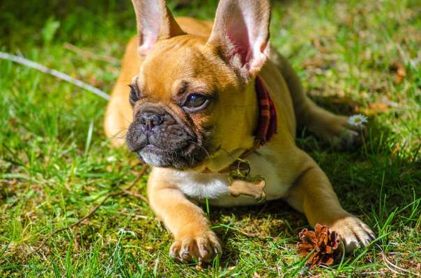 Die Dogorama Kalender Challenge Titelbild-Beitrag-Bild