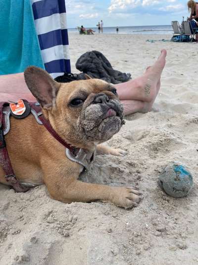 Die Dogorama Wochen Challenge: “Dein Hund im Urlaub”-Beitrag-Bild