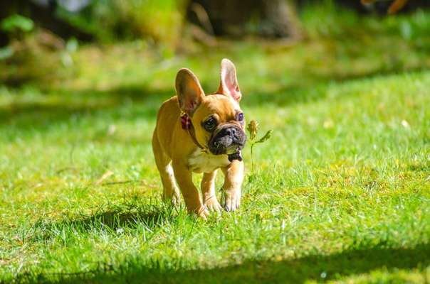 Die wunderschöne Welt mit Hund.-Beitrag-Bild