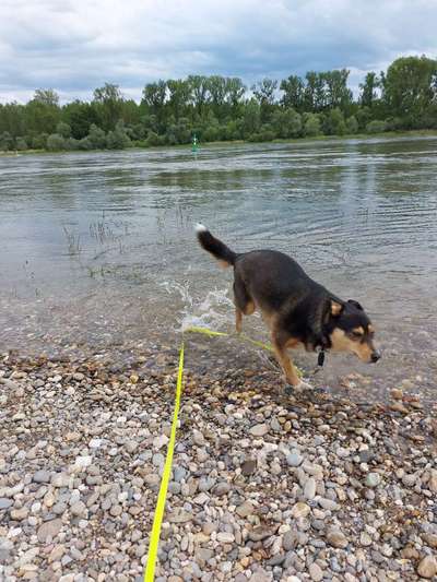 Dogorama-Monats-Challenge-Mai "Wasser"-Beitrag-Bild