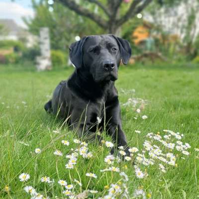 Hundetreffen-Spazieren gehen und/oder Spielerunde-Bild