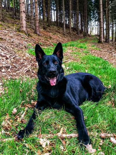 Schäferhund-Beitrag-Bild